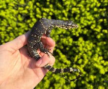 Load image into Gallery viewer, Baby Asian Water Monitor 100% het Black Dragon (4)