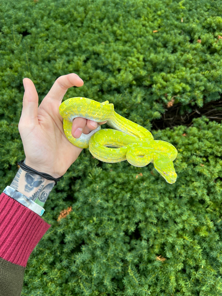 Sub-Adult Biak Green Tree Python (Female 3) – Scales and Tails of Ohio
