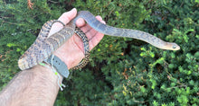 Load image into Gallery viewer, Juvenile Greater Keeled Ratsnake (Male)