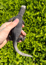 Load image into Gallery viewer, Juvenile Black Dragon Water Monitor