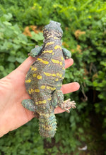 Load image into Gallery viewer, Adult ‘High-Color’ Ornate Uromastyx (Male 2)