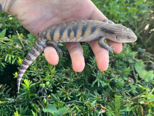 Baby Northern Blue Tongue Skink (3)