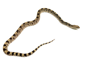Baby Northern Pine Snake (Female 3)