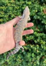 Load image into Gallery viewer, Baby Sunrise Northern Blue Tongue Skink (2)