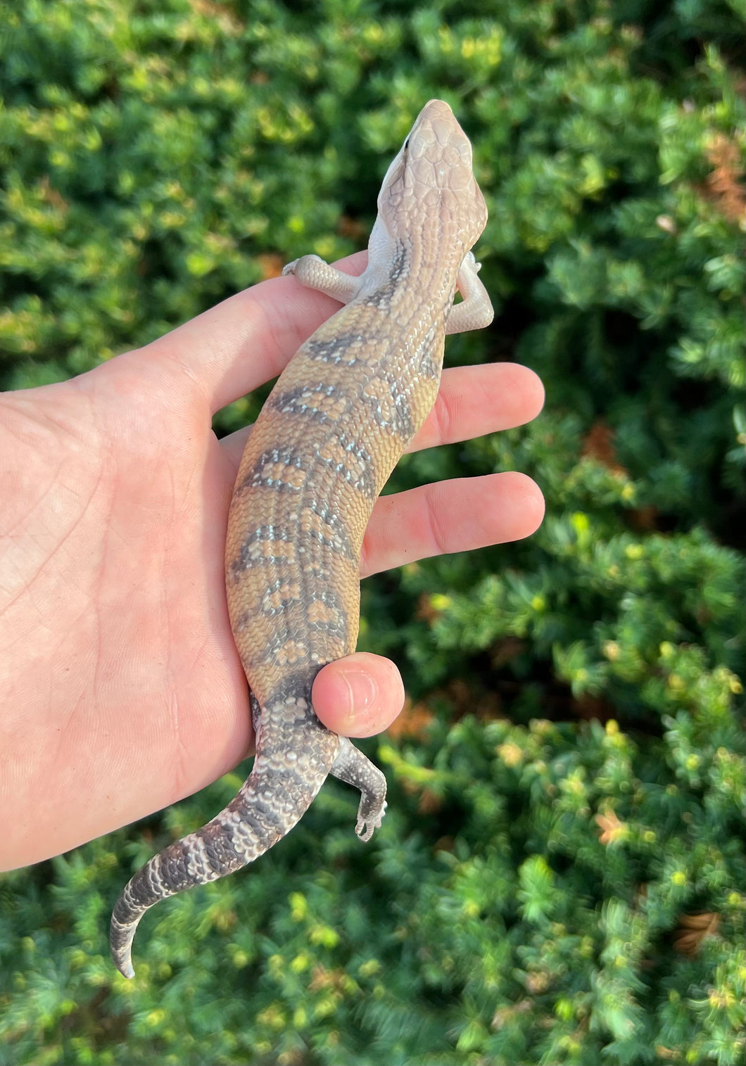 Baby Sunrise Northern Blue Tongue Skink (2)