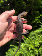Load image into Gallery viewer, Baby Sulawesi Water Monitor (3)