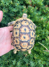 Load image into Gallery viewer, 5” Greek Tortoise (Female 1)
