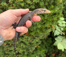 Load image into Gallery viewer, Baby Sulawesi Water Monitor (4)