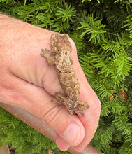 Load image into Gallery viewer, Juvenile Pine Island Chahoua Gecko