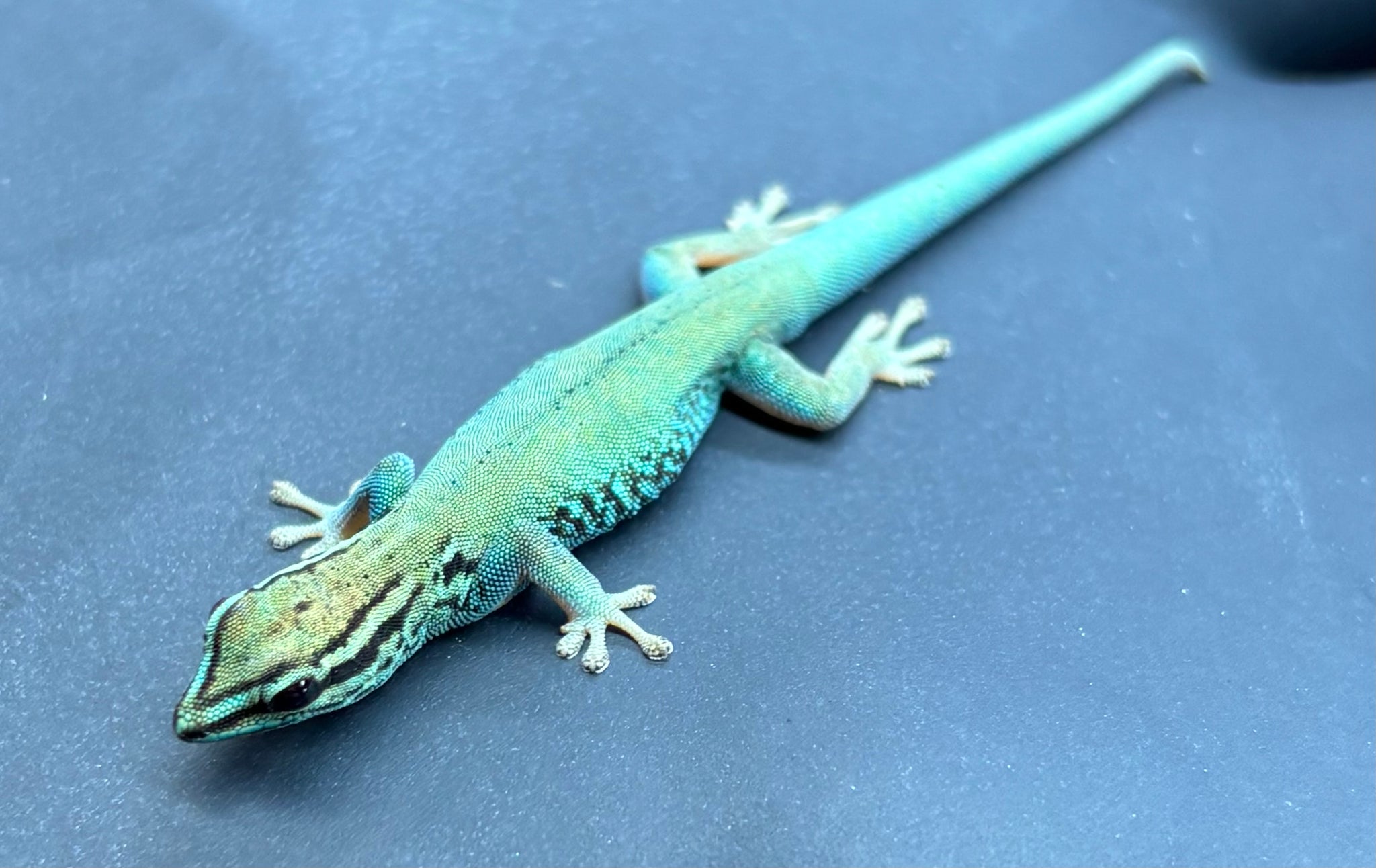 Electric Blue Day Gecko – Scales and Tails of Ohio