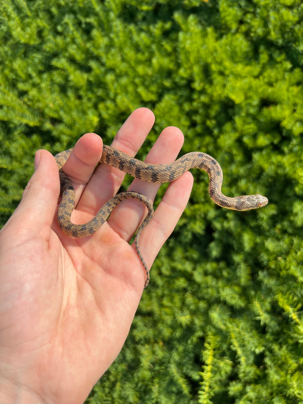 Diamondback Water Snake (Male)