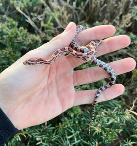 Baby Miami Corn Snake
