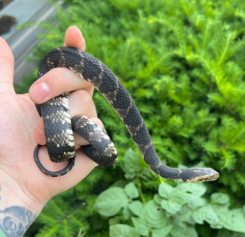 Sub-Adult Banded Water Snake (Female)