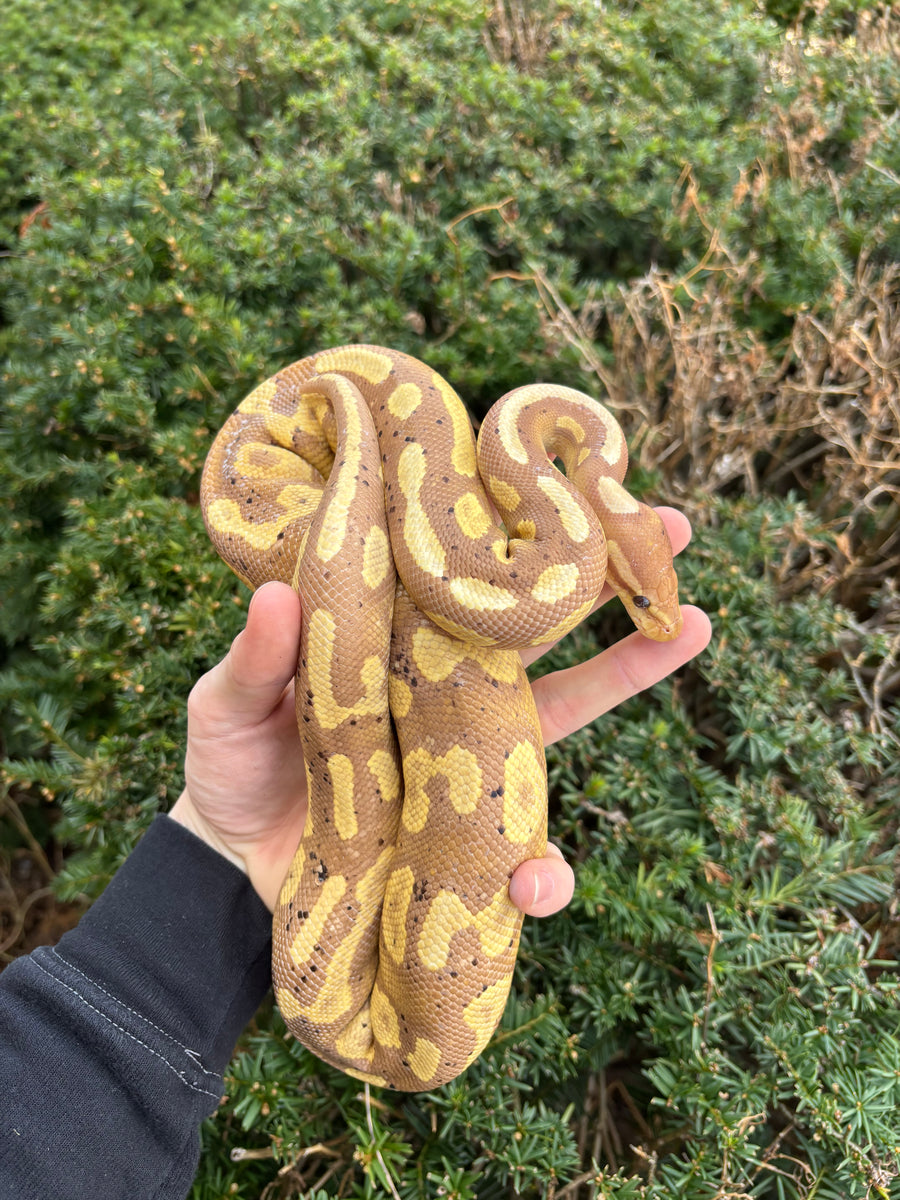 Adult Banana Black Pastel Ball Python (Male) – Scales and Tails of Ohio
