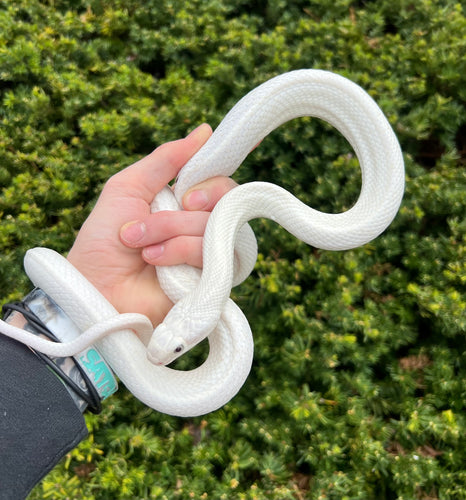 Adult Leucistic Texas Ratsnake (Female)