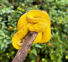 Load image into Gallery viewer, Baby Cyclops Mnt Green Tree Python (3)