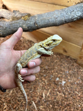 Load image into Gallery viewer, Juvenile Citrus Leatherback Bearded Dragon (2)