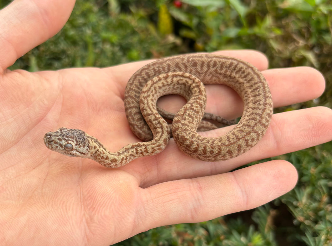 Baby Caramel Zebra Jaguar Carpet Python (Female)
