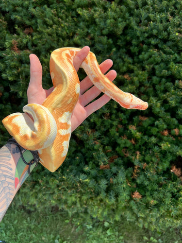 Juvenile T- Albino Blood Python (Female)