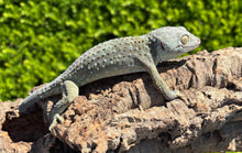 Load image into Gallery viewer, Adult Patternless Tokay Gecko (Male)