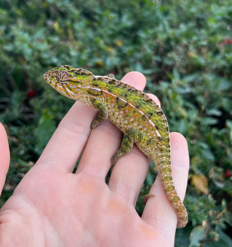Adult Carpet Chameleon (Pair 1)