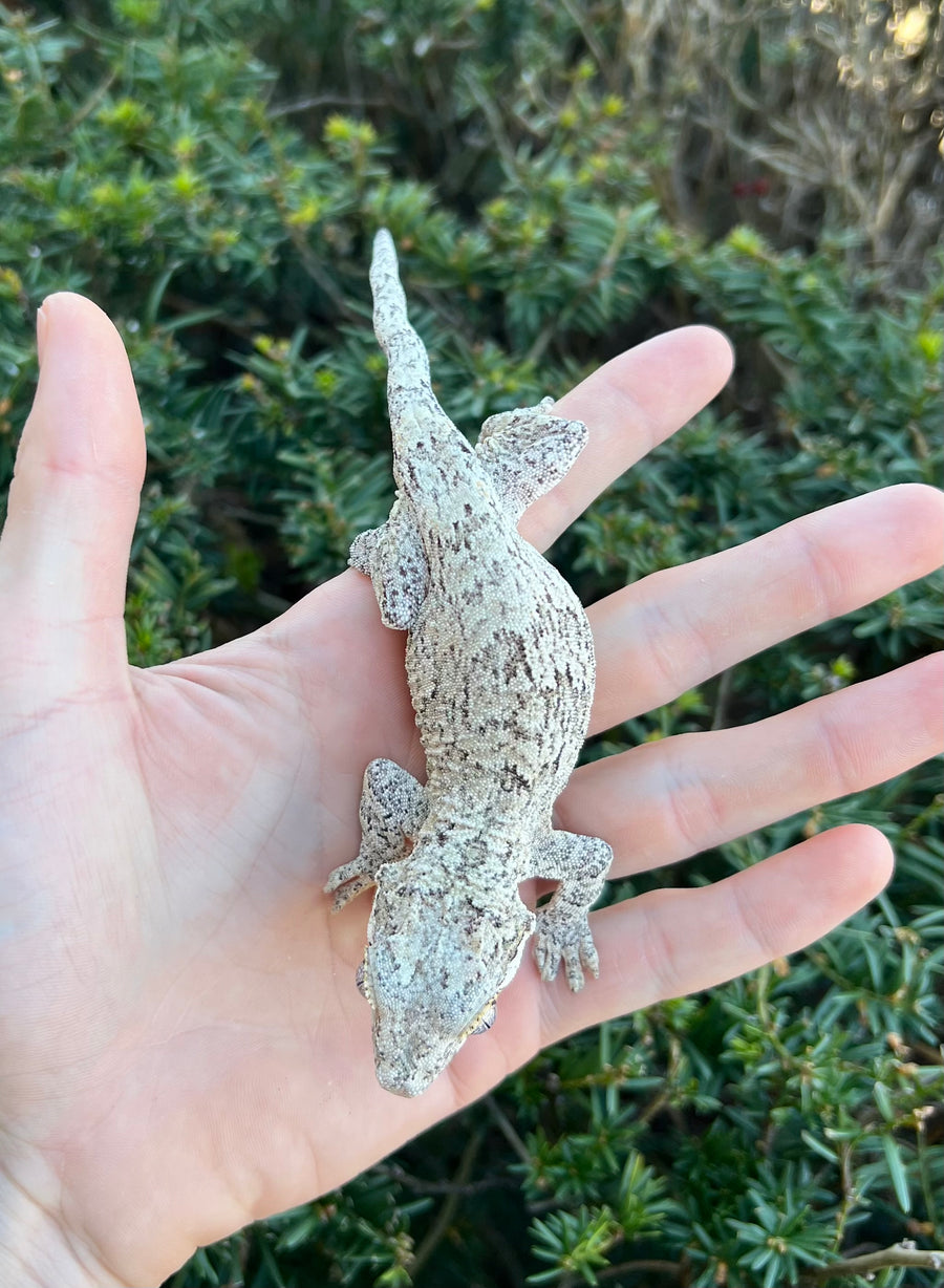 Geckos – Scales and Tails of Ohio