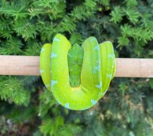 Load image into Gallery viewer, Adult ‘High-Blue’ Jayapura Green Tree Python (Male)
