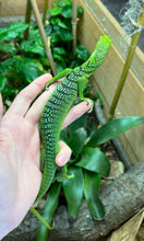 Load image into Gallery viewer, Adult Green Tree Monitor (Male)