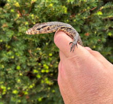 Load image into Gallery viewer, Baby Sulawesi Water Monitor (3)