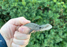 Load image into Gallery viewer, Baby Australian Water Dragon (Nub-Tail)