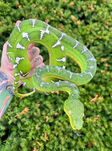 Adult ‘High-White’ Emerald Tree Boa (Male)