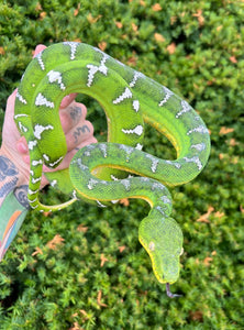 Adult ‘High-White’ Emerald Tree Boa (Male)