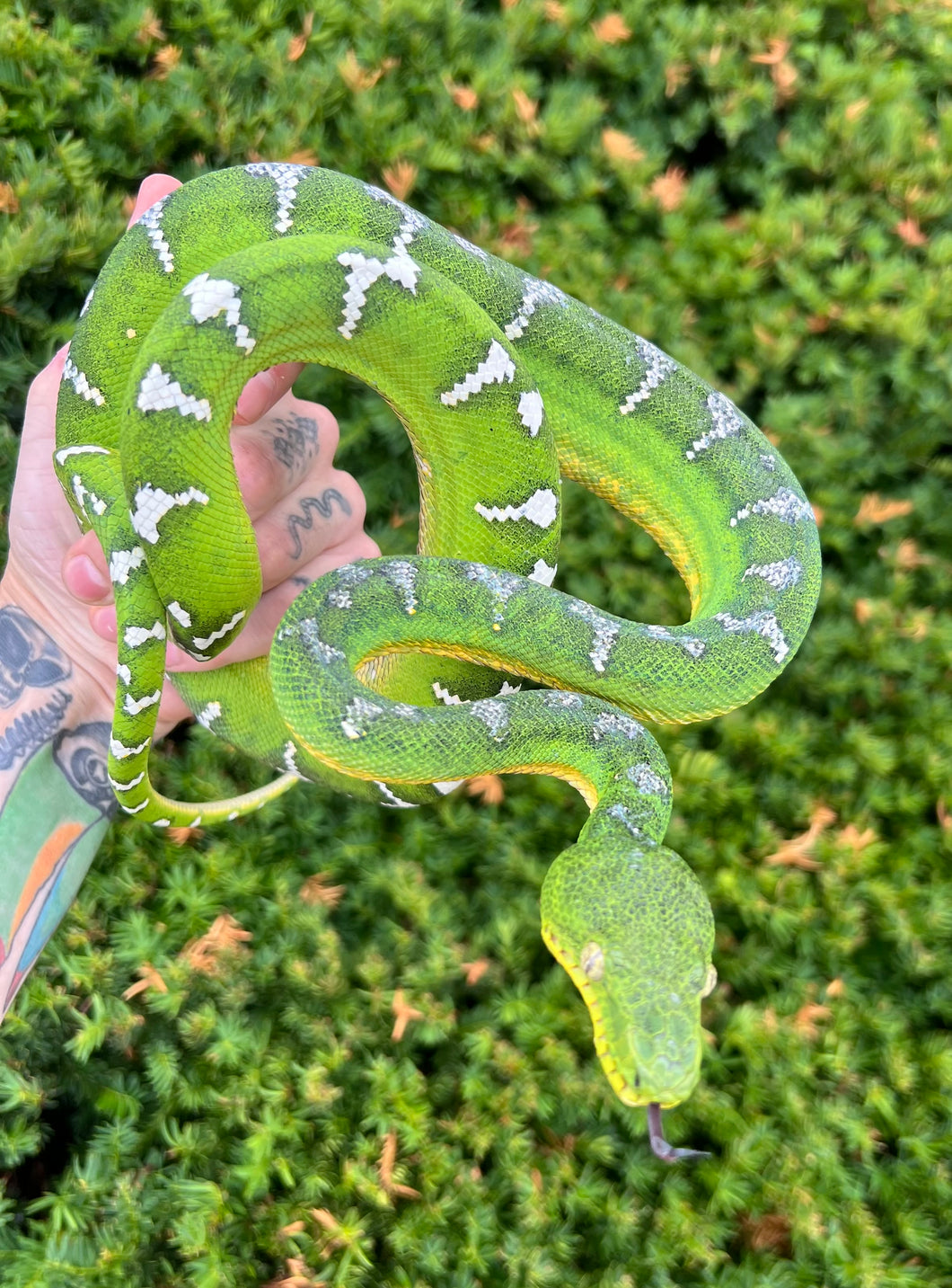 Adult ‘High-White’ Emerald Tree Boa (Male)