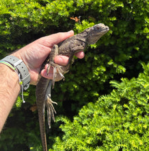 Load image into Gallery viewer, Juvenile Indonesian Giant Sailfin Dragon (2)