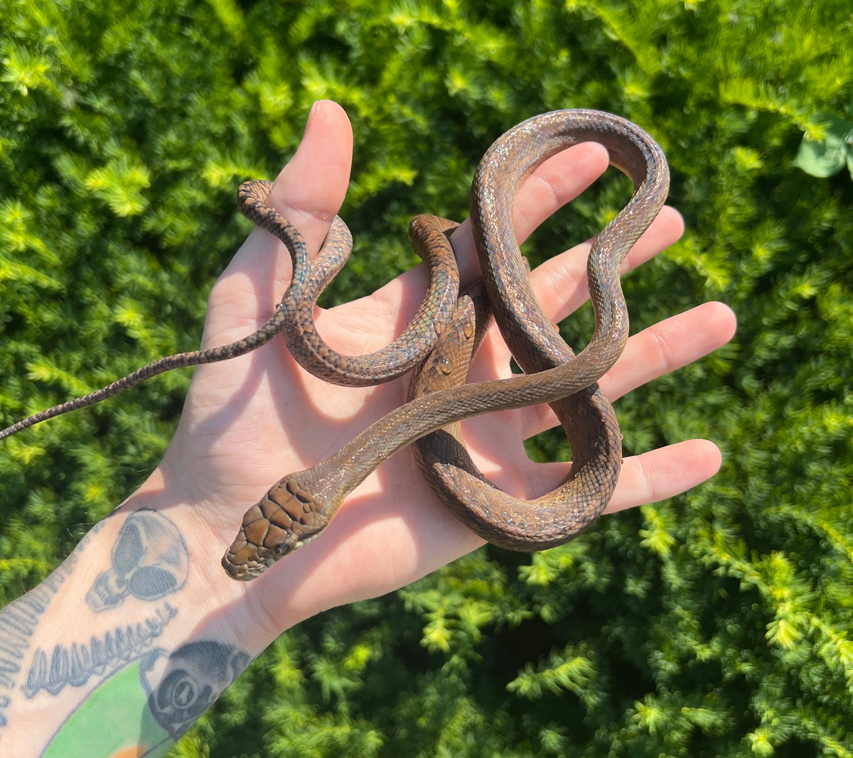Scrub Python Size Chart Small Merauke Scrub Python (Male 1) – Scales and Tails of Ohio