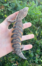 Load image into Gallery viewer, Baby Northern Blue Tongue Skink (2)