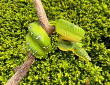 Load image into Gallery viewer, Adult Emerald Tree Boa (Male 1)
