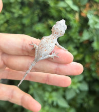 Load image into Gallery viewer, Baby Blotched Gargoyle Gecko (1)