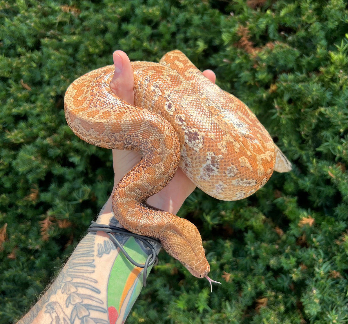 Sub-Adult Batik Blood Python (Male) – Scales and Tails of Ohio