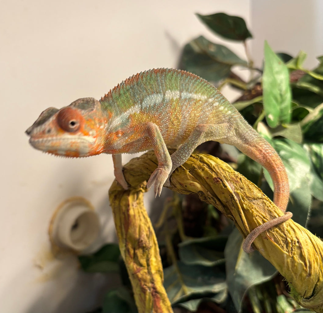 Sub-Adult Ambilobe Panther Chameleon (Male)
