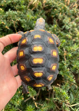 Load image into Gallery viewer, 4” Brazilian Cherry-Head Red Foot Tortoise (1)