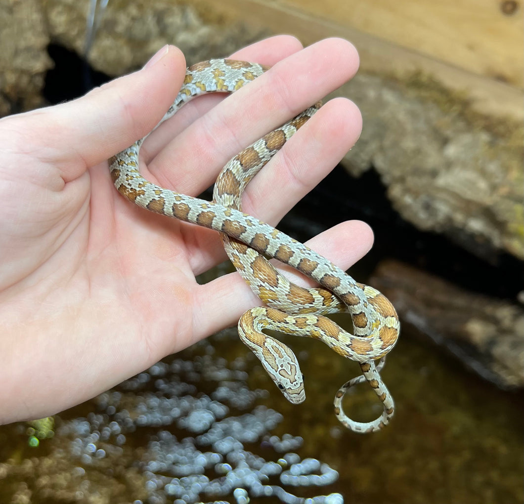 Juvenile Butterscotch het Caramel Corn Snake