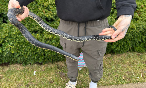 Adult Madagascar Giant Hognose Snake (Female)