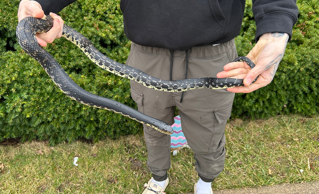 Adult Madagascar Giant Hognose Snake (Female)