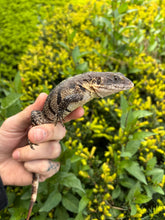 Load image into Gallery viewer, 1.1 Yellowback Spiny Tailed Iguanas