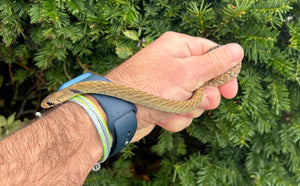 Baby Black-Tailed Cribo (Male 1)