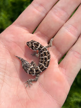 Load image into Gallery viewer, Sub-Adult Viper Gecko (Male 3)