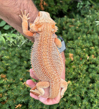 Load image into Gallery viewer, Sub-Adult Red Dunner Bearded Dragon (Male)