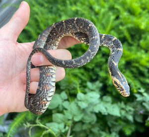 Sub-Adult Banded Water Snake (Female 2)