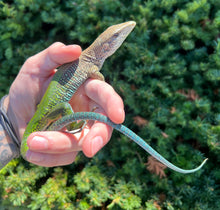 Load image into Gallery viewer, Adult Giant Ameiva Lizard